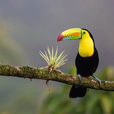 Image of Central America Travel